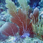 Venus sea fan