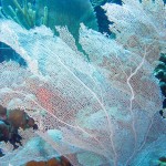 Venus sea fan