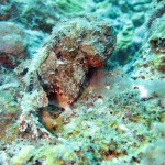 Spotted scorpionfish