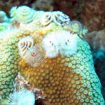 ‘Christmastree worms’ op koraal