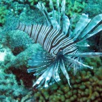 ‘Lionfish’