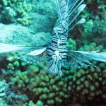 ‘Lionfish’