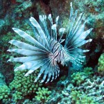 ‘Lionfish’