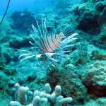 ‘Lionfish’