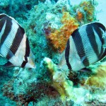 ‘Banded butterflyfish’