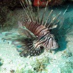 ‘Lionfish’