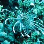 ‘Lionfish’