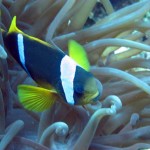 ‘Amphiprion percula’