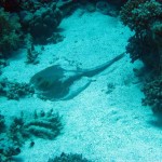 ‘Blue spotted ribbontail ray’