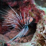 Lionfish