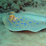 ‘Blue spotted ribbontail ray’