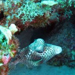 ‘Spotted trunkfish’