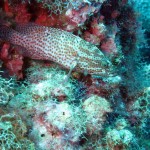 ‘Red hind grouper’