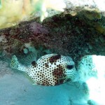 ‘Spotted trunkfish’