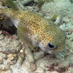 Egelvis in de baai van Playa Lagun