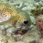 Egelvis in de baai van Playa Lagun