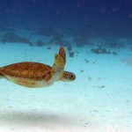 Schildpad in de baai van Playa Lagun