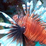 Lionfish