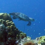 Schildpad bij Playa Lagun