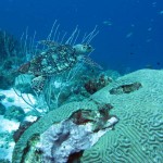 Schildpad bij Playa Lagun