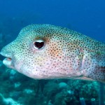 Kogelvis oftewel porcupinefish