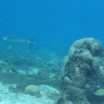 Spotted eagle ray Playa Lagun