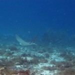 Spotted eagle ray Playa Lagun