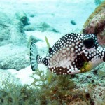 Trunkfish bij Playa Lagun