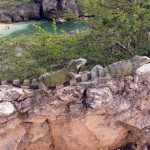 Leguanen bij Playa Lagun