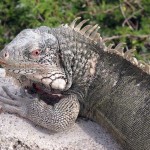 Leguanen bij Playa Lagun