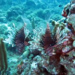 Lionfish bij Mushroom Forest