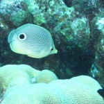 Four-eyed butterflyfish bij Best Reef