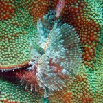 Star horseshoe worm op great star coral