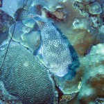 Porcupinefish