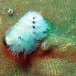 ‘Christmas tree worm’