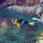 Clownfish bij Nusa Penida