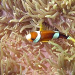 Clownfish, zee-anemoon, Padangbaai