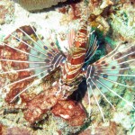 Lionfish bij Blue Lagoon, Padangbai