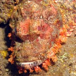 Stonefish bij Tulamben