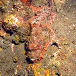 Stonefish bij Tulamben