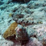 Sand diver bij Vaerssenbaai