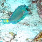 Stoplight parrotfish Porto Marie